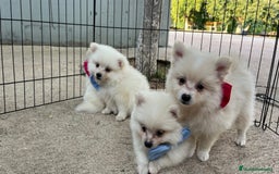 Pomerania perros en venta: Pomerania camada blanco  - Imagen 5