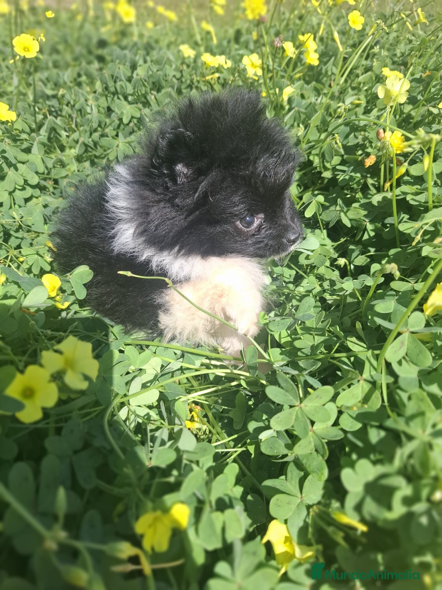 Pomerania perros POMERANIA ENCANTADOR - Anuncio 2