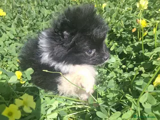 Pomerania perros POMERANIA ENCANTADOR - Anuncio 2