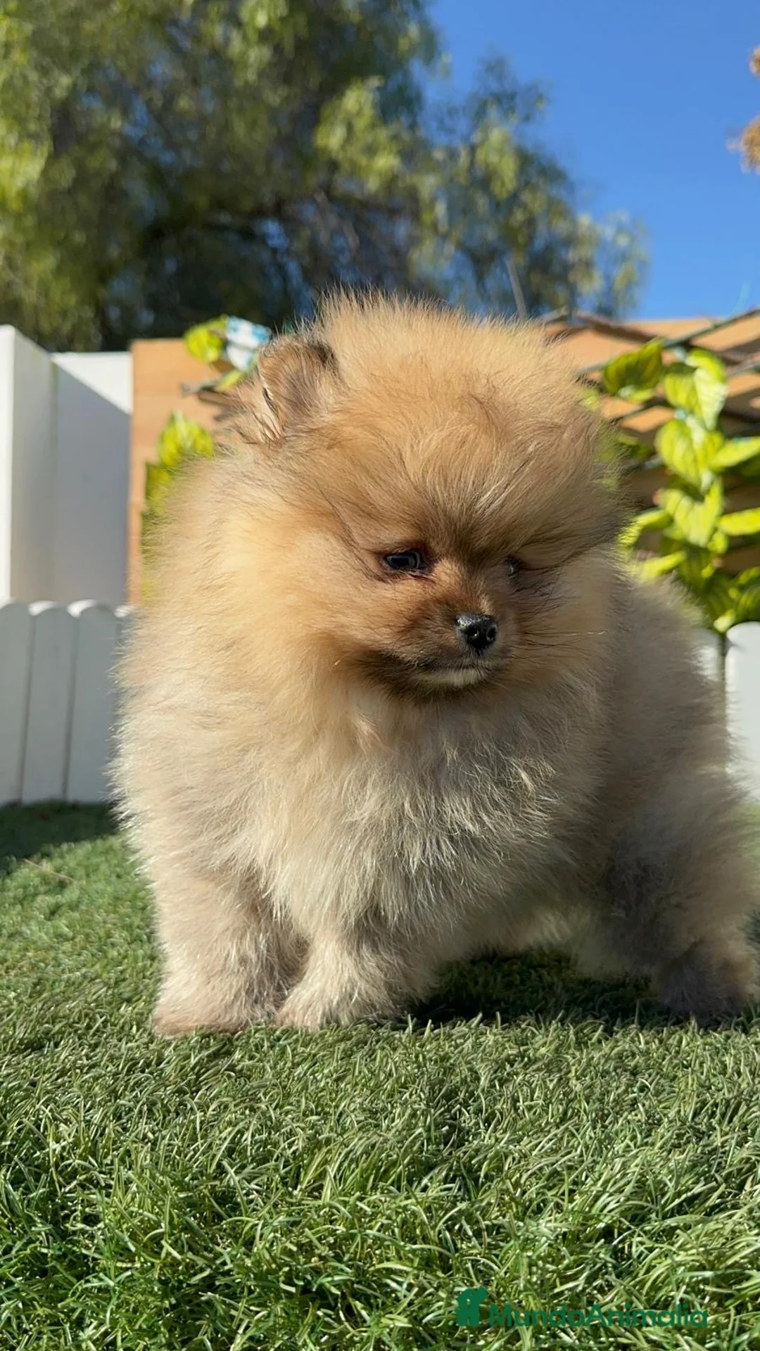 Pomerania perros en venta: POMERANIA  - Anuncio 8