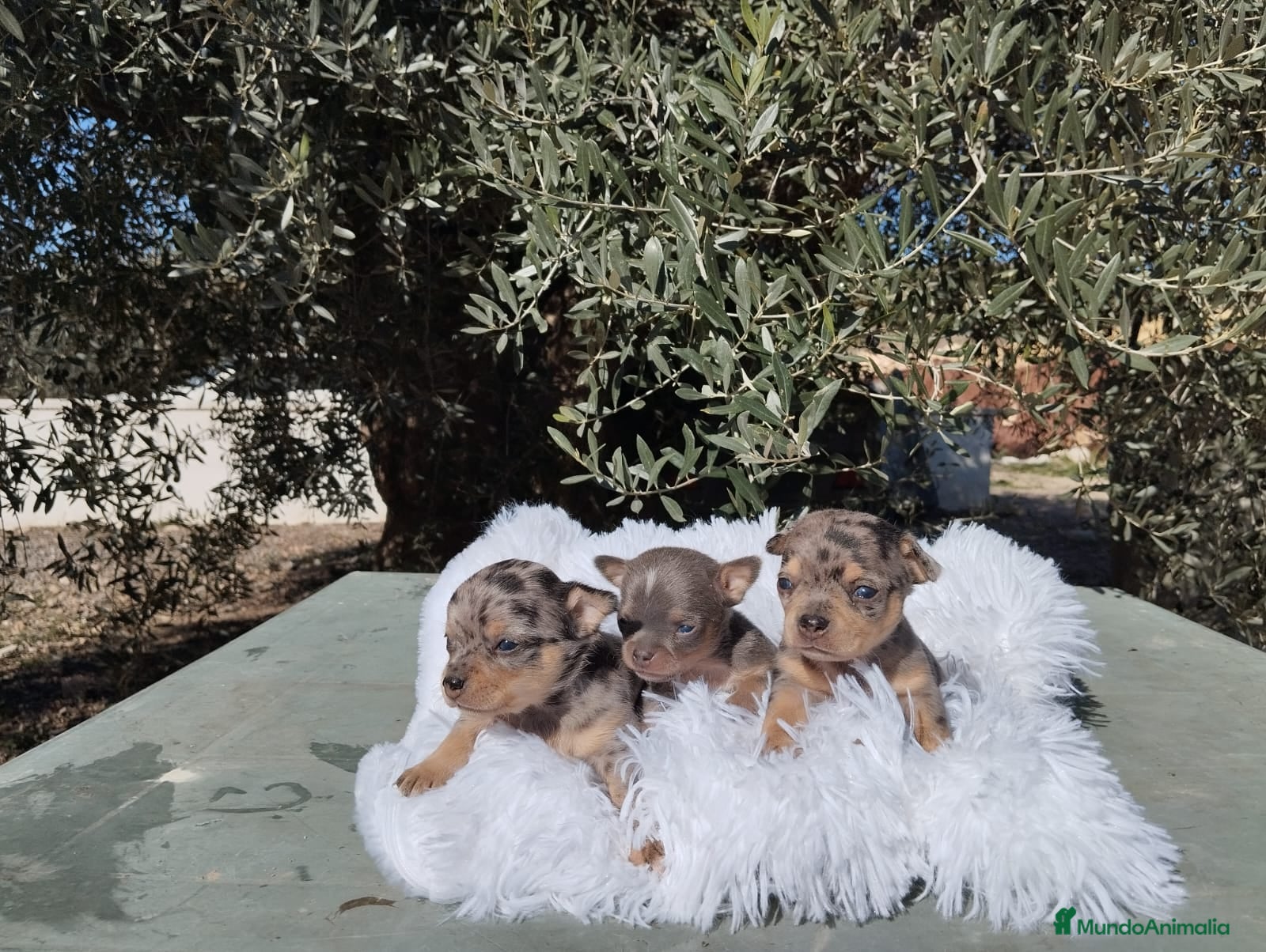 Chihuahua perros Chihuahuas toy y mini toy cabeza de manzana  - Anuncio 3