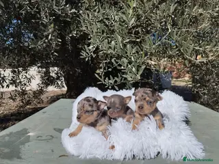 Chihuahua perros Chihuahuas toy y mini toy cabeza de manzana - Anuncio 3