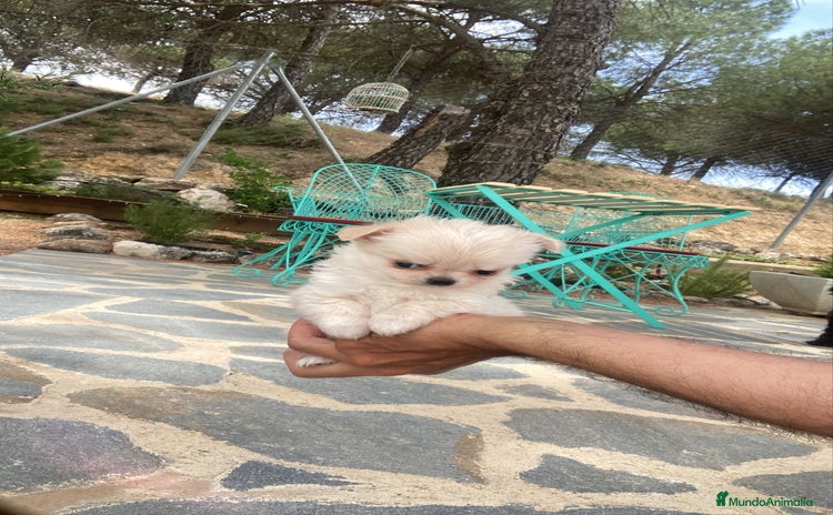 Chihuahua perros - Propaganda 9
