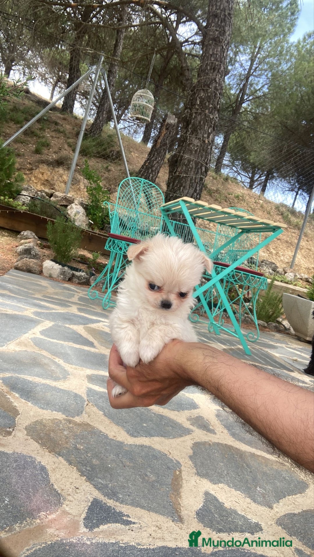 Chihuahua perros en venta: Chihuahua de pelo largo  - Imagen 1