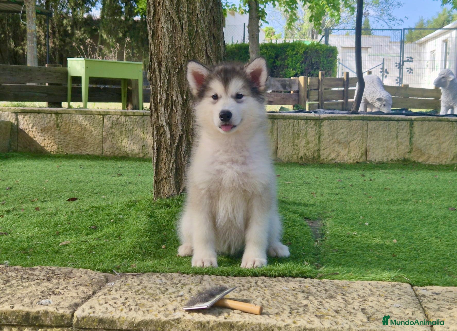 Alaskan Malamute perros Alaska Malamute  - Anuncio 2
