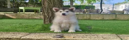 Alaskan Malamute perros en venta: Alaska Malamute  - Anuncio 1