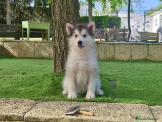 Alaskan Malamute perros Alaska Malamute - Anuncio 2