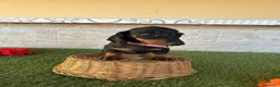 Teckel perros en venta: Fabulosos TECKEL NEGRO FUEGO  - Anuncio 6