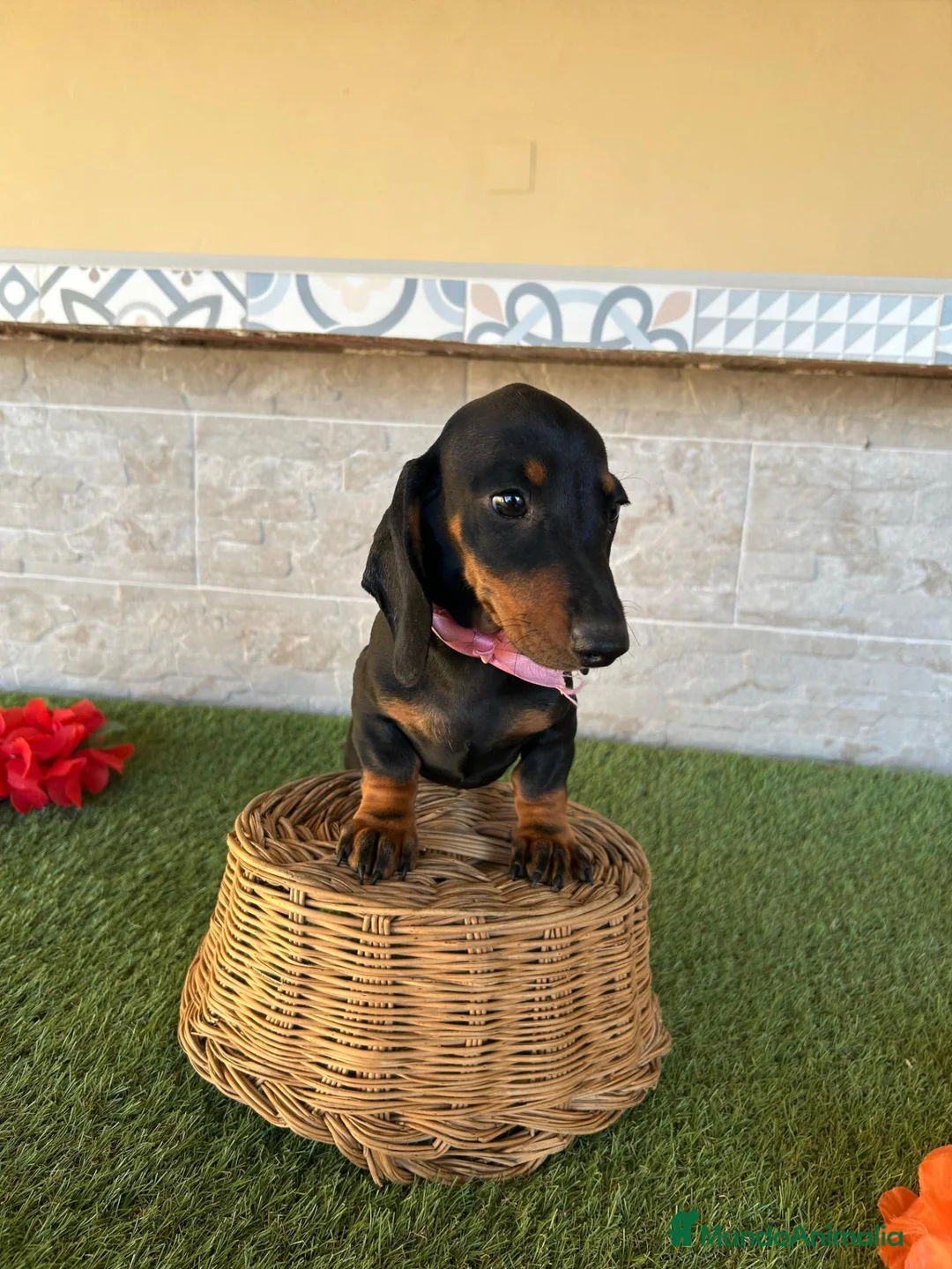 Teckel perros en venta: Fabulosos TECKEL NEGRO FUEGO  - Anuncio 6