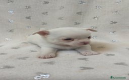 Chihuahua perros en venta: Chihuahua Macho y Hembra  - Imagen 8