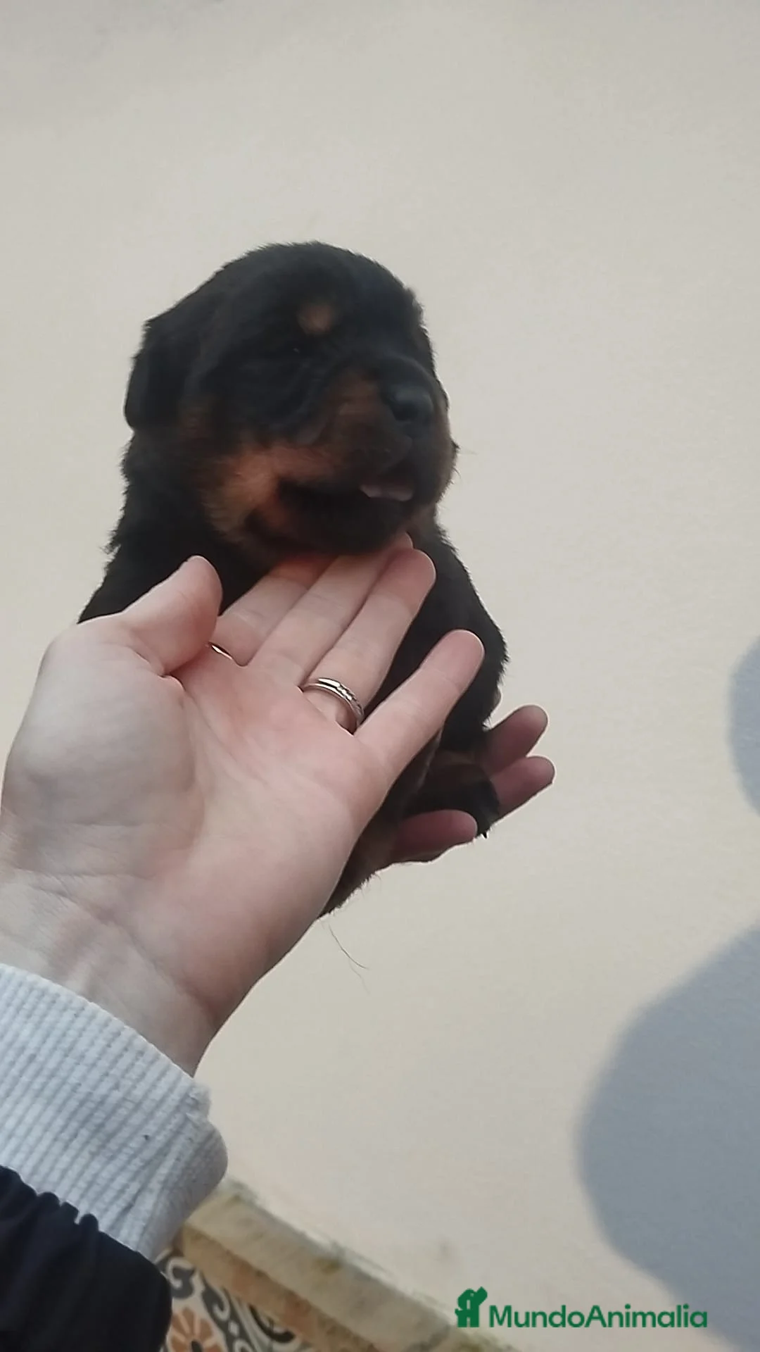 Rottweiler perros en venta: Rottweiler  - Anuncio 3