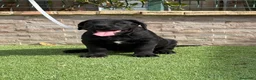 Cane Corso perros en venta: Cachorra cane corso  - Anuncio 5