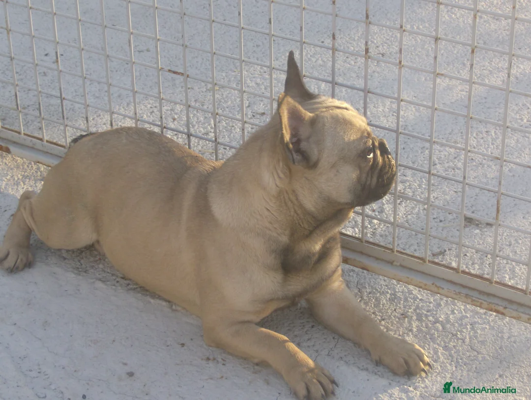Bulldog Francés perros en venta: CAMADA DE BULLDOG FRANCES en Madrid - Anuncio 2