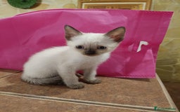 Siamés gatos en venta: Siamés  - Imagen 1
