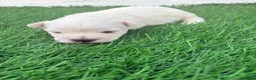 West Highland White Terrier perros en venta: West Highland White Terrier en Madrid - Anuncio 12