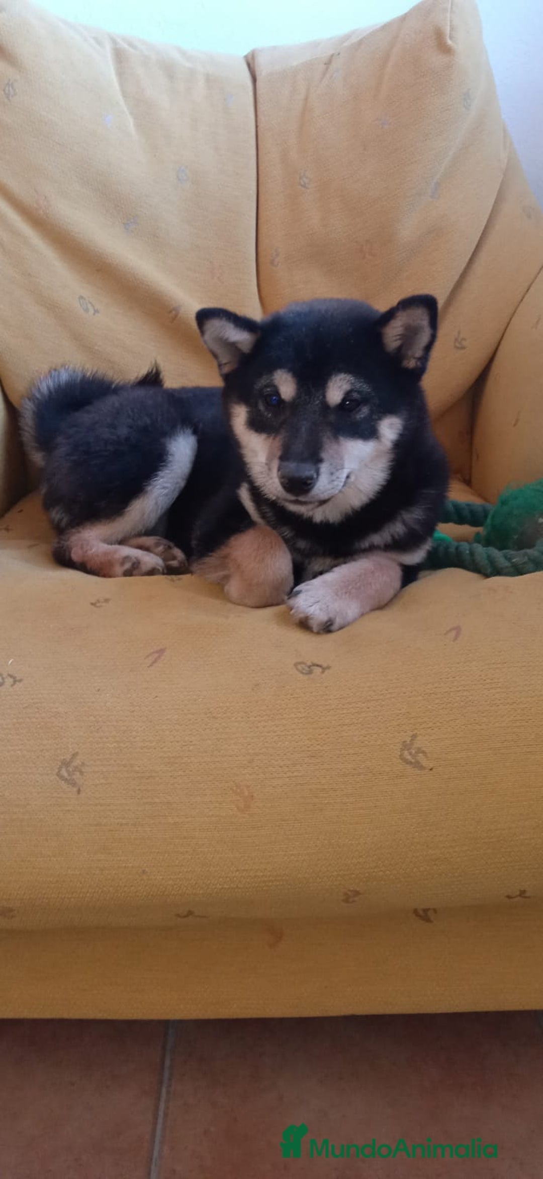 Shiba Inu perros en venta: SHIBA INU - Anuncio 6