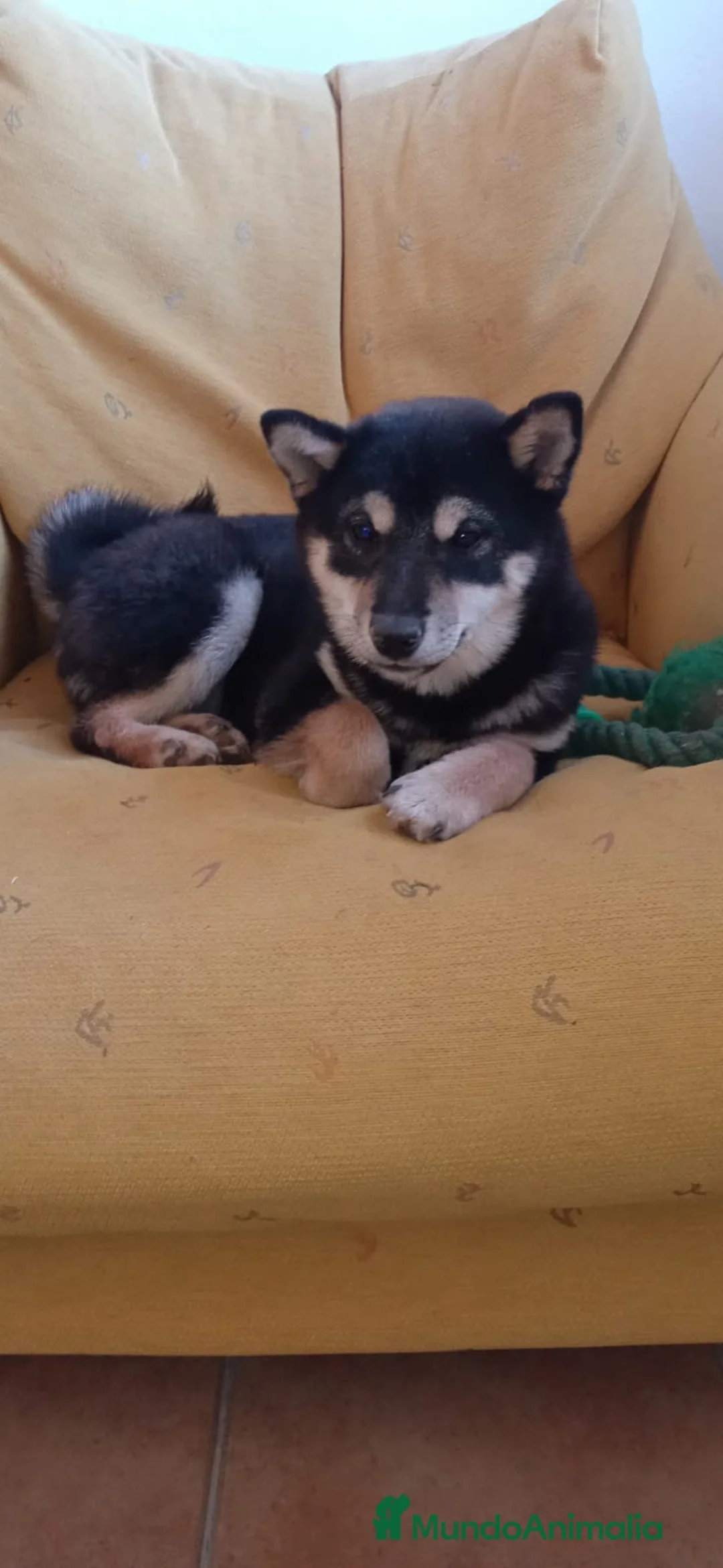 Shiba Inu perros en venta: SHIBA INU - Anuncio 6