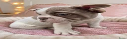 Bulldog Francés perros en venta: Machito - Anuncio 1
