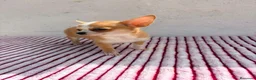 Chihuahua perros en venta: Chihuahua toy hembra - Anuncio 10