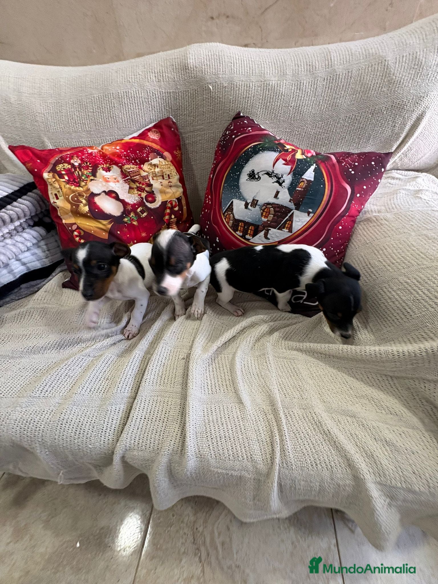 Jack Russell Terrier perros Jack Russell  - Anuncio 17