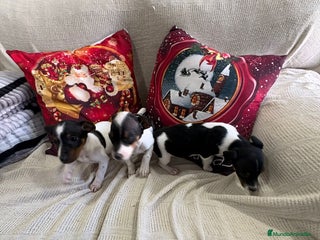 Jack Russell Terrier perros Jack Russell - Anuncio 2