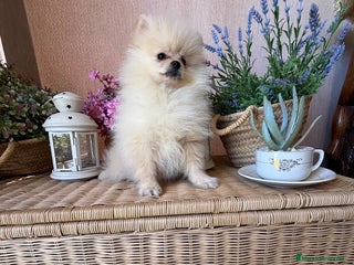 Pomerania perros - Anuncio 1