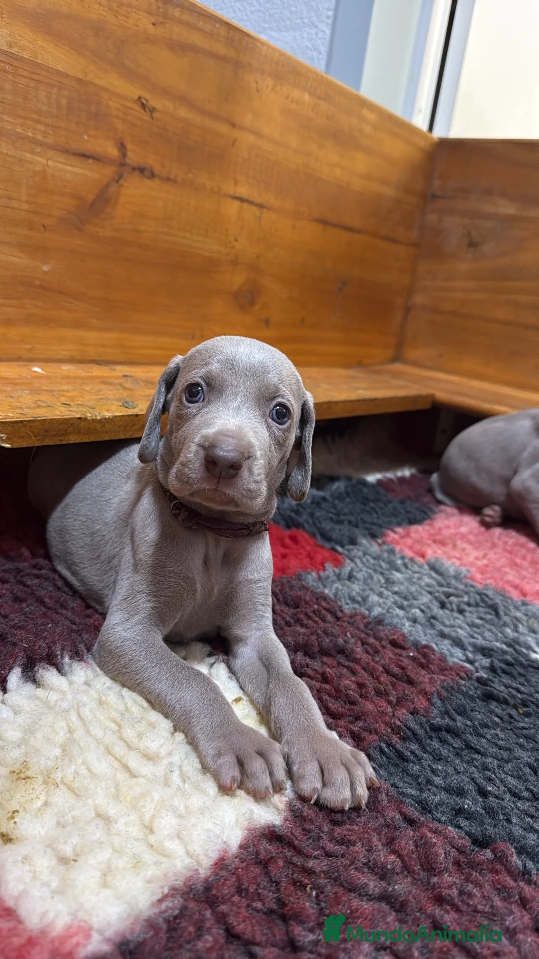 Weimaraner perros en venta: Cachorros weimaraner  - Anuncio 10