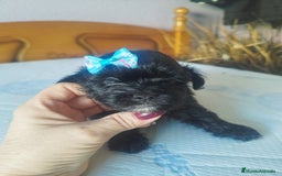 Maltipoo perros en venta: MALTIPOO MACHO CALIDAD Y SELECCIÓN  - Imagen 2