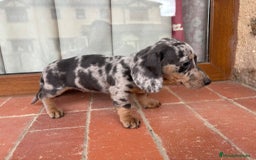 Teckel Miniatura perros en venta: Preciosas hembras salchicha - Imagen 1