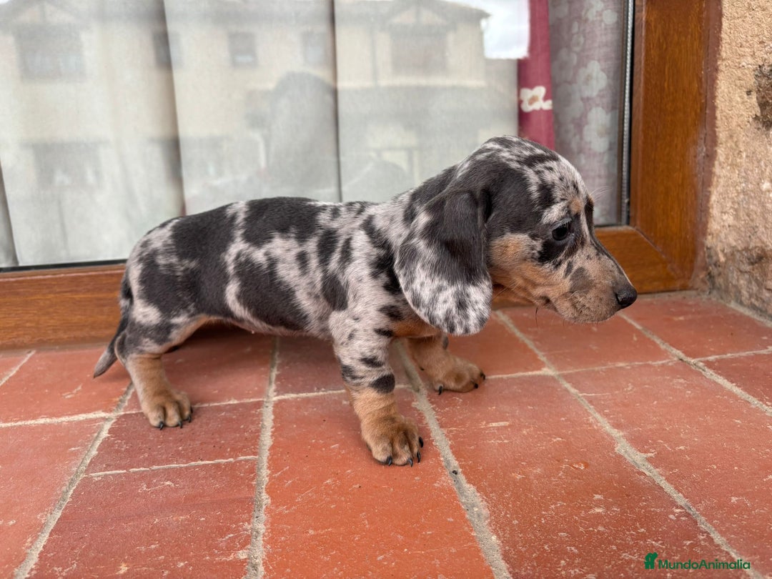 Teckel Miniatura perros en venta: Preciosas hembras salchicha - Imagen 1