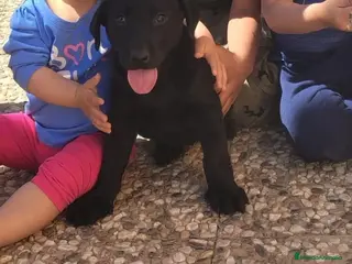 Labrador Retriever perros Labrador negro disponible 🔥🔥🐶🐾 - Anuncio 20