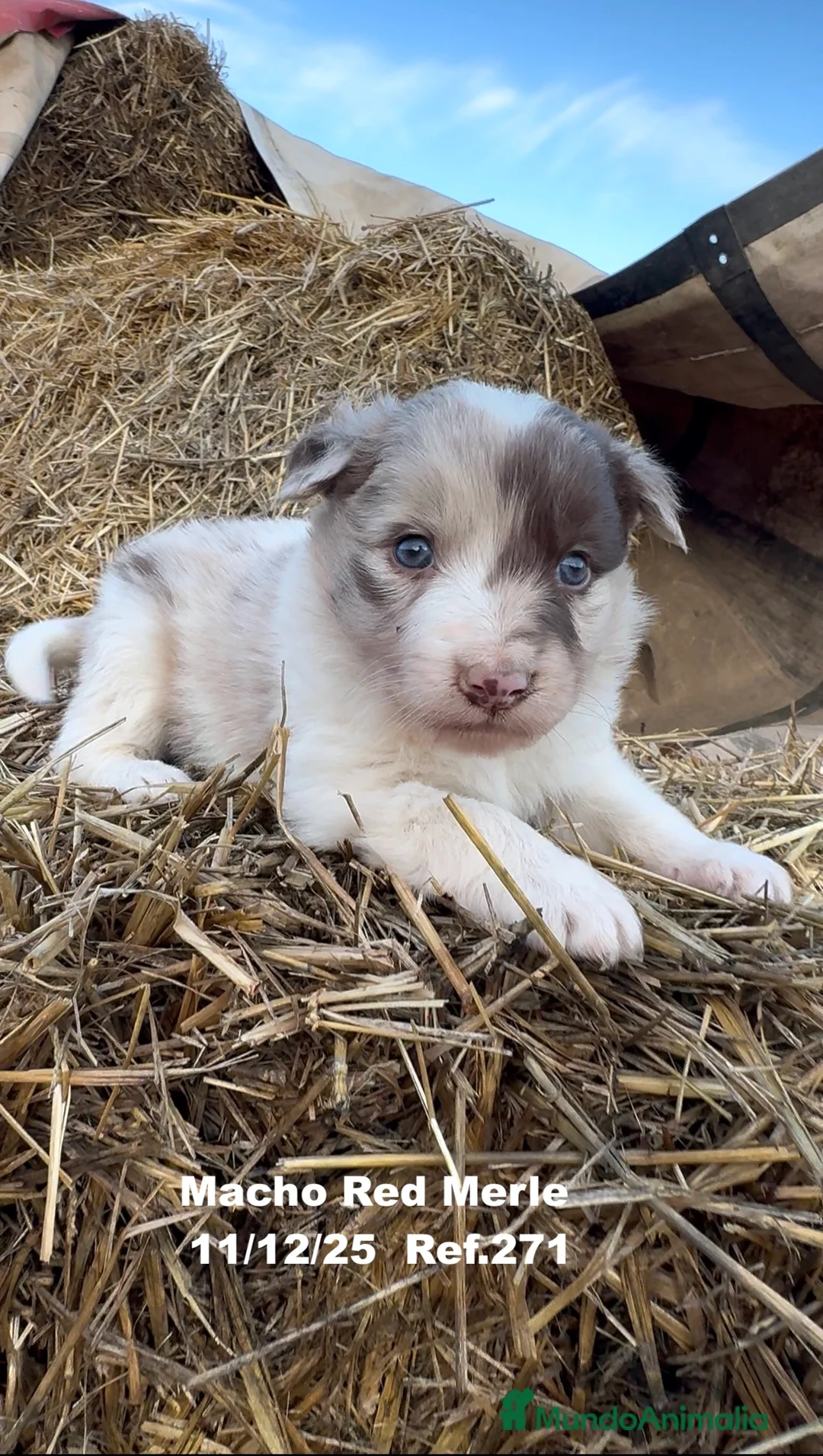 Border Collie perros en venta: BORDER COLLIE - Anuncio 13