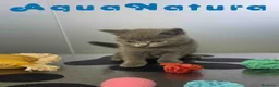 Británico de Pelo Corto Azul gatos en venta: British Hembra de Marlon y Skay 6330 AQUANATURA - Anuncio 9