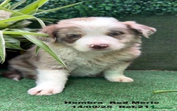 Border Collie perros en venta: BORDER COLLIE Red Merle - Imagen 3