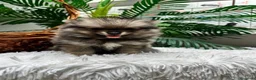Pomerania perros en venta: POMERANIA  - Anuncio 4