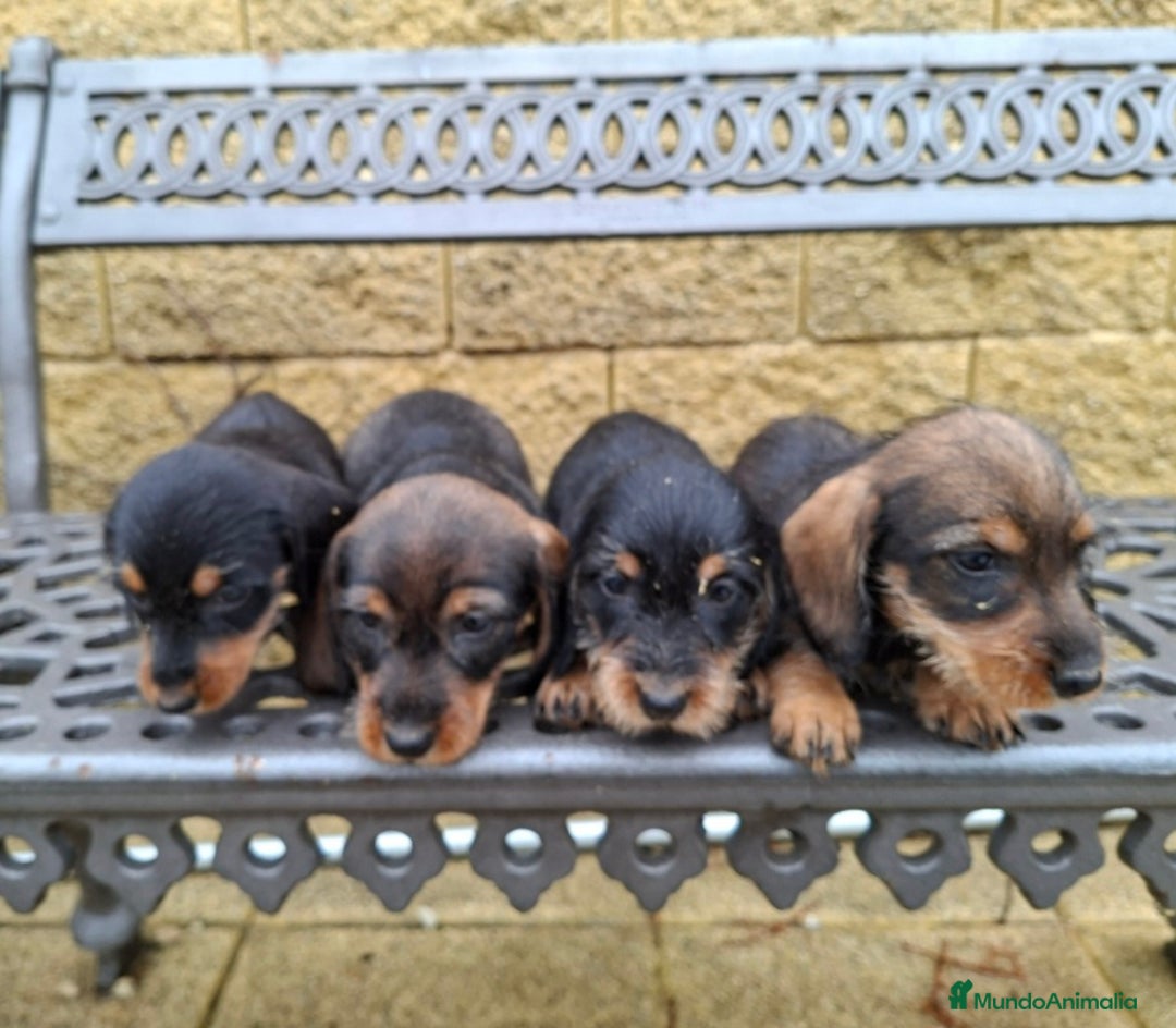 Teckel perros en venta: Teckel Standard Pelo Duro - Imagen 1