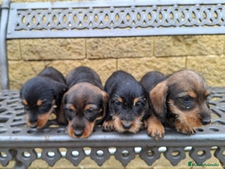 Teckel perros - Anuncio 10