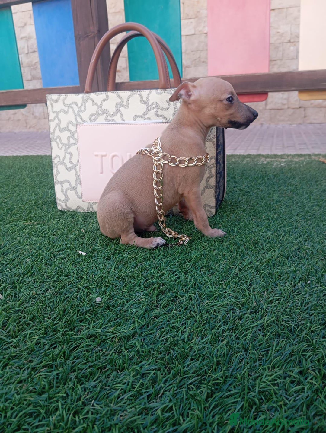 Whippet perros en venta: PICCOLOS ITALIANOS - Imagen 1