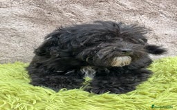 Maltipoo perros en venta: Maltipoo negro - Imagen 3