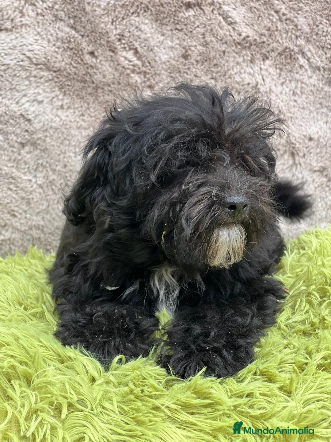 Maltipoo perros en venta: Maltipoo negro - Imagen 3