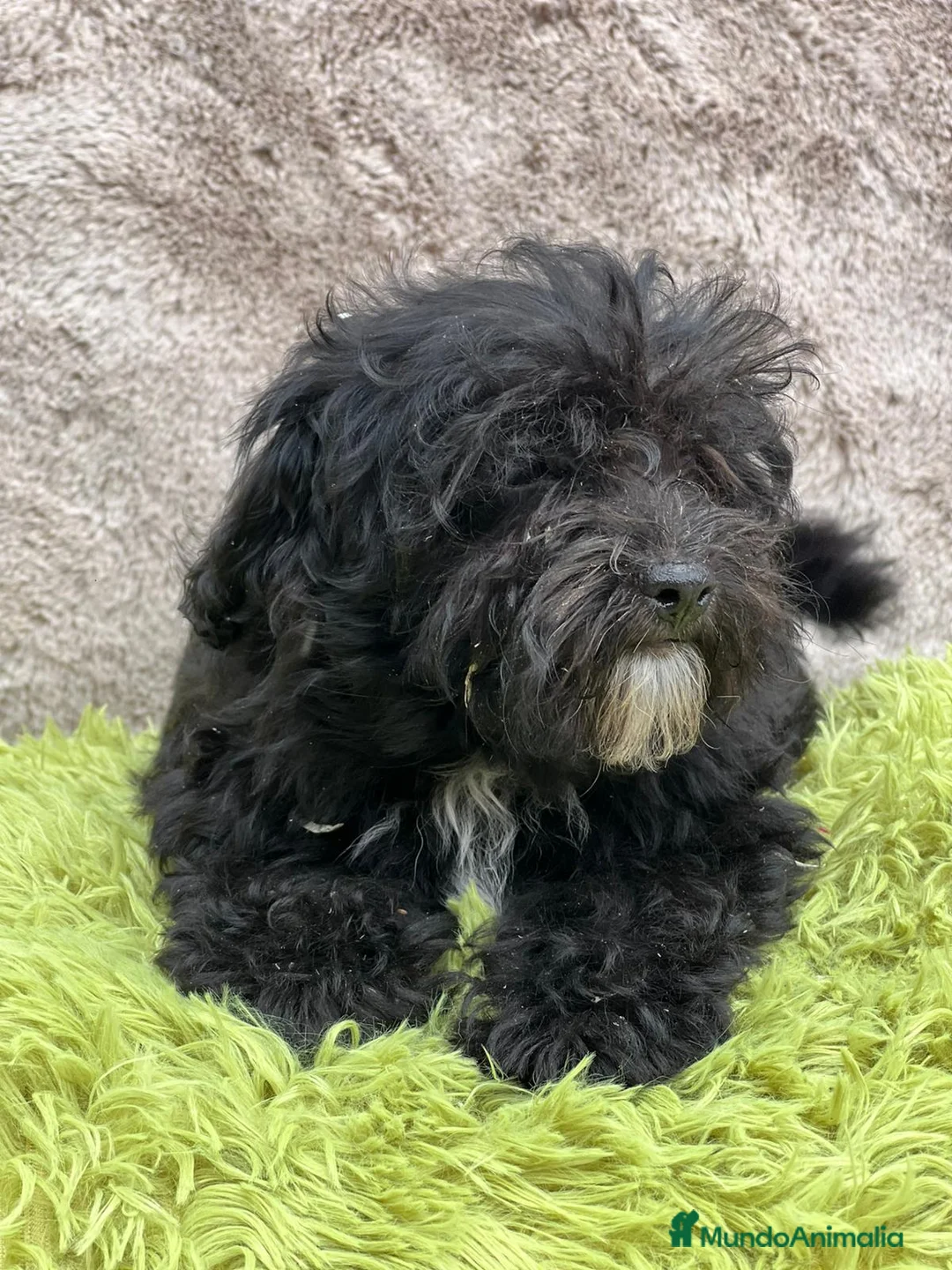 Maltipoo perros en venta: Maltipoo negro - Anuncio 3