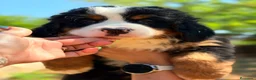Boyero de Berna perros en venta: BOYERO DE BERNA HEMBRA - Anuncio 3