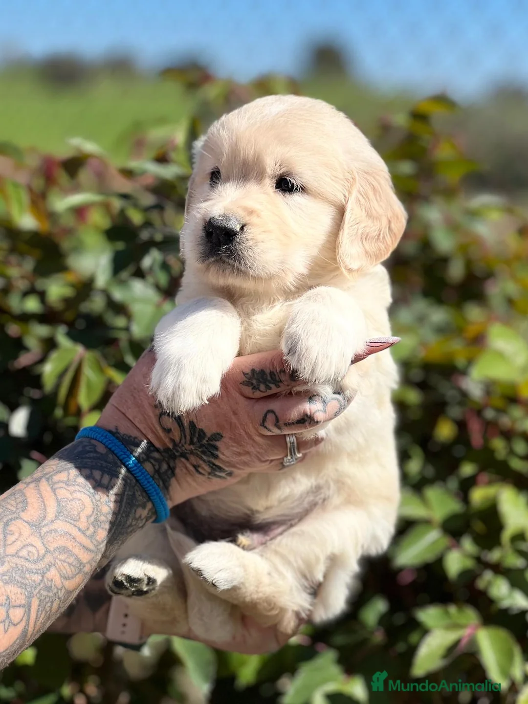 Golden Retriever perros en venta: Golden en Barcelona - Anuncio 6