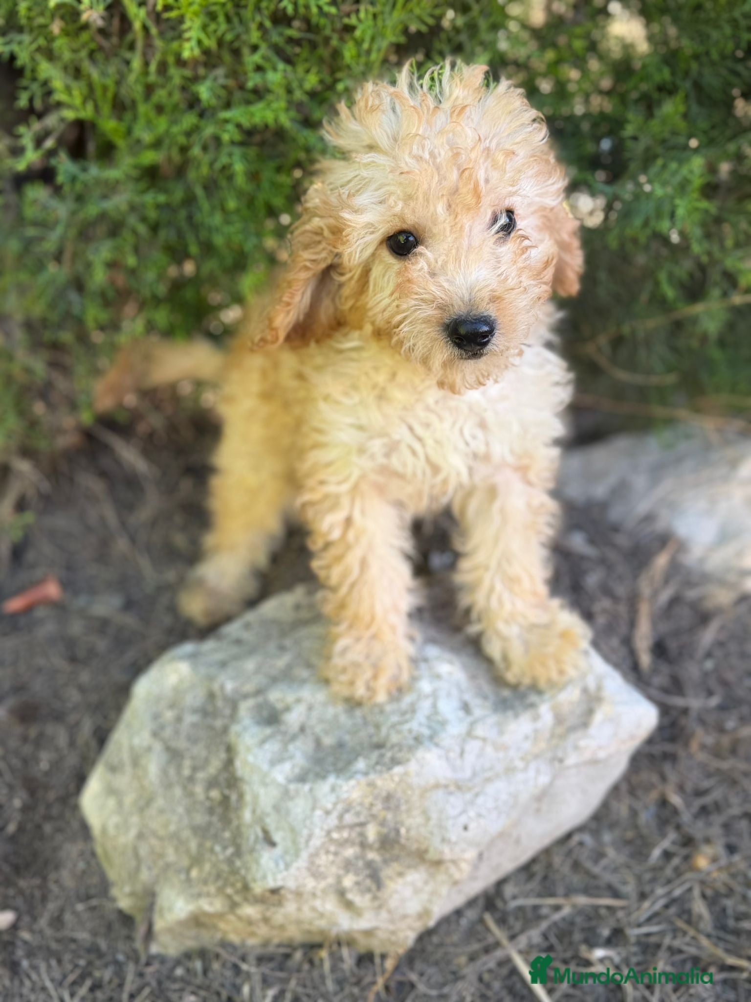 Caniche Toy perros en venta: CANICHE TOY APRICOT FINANCIADO - Anuncio 2