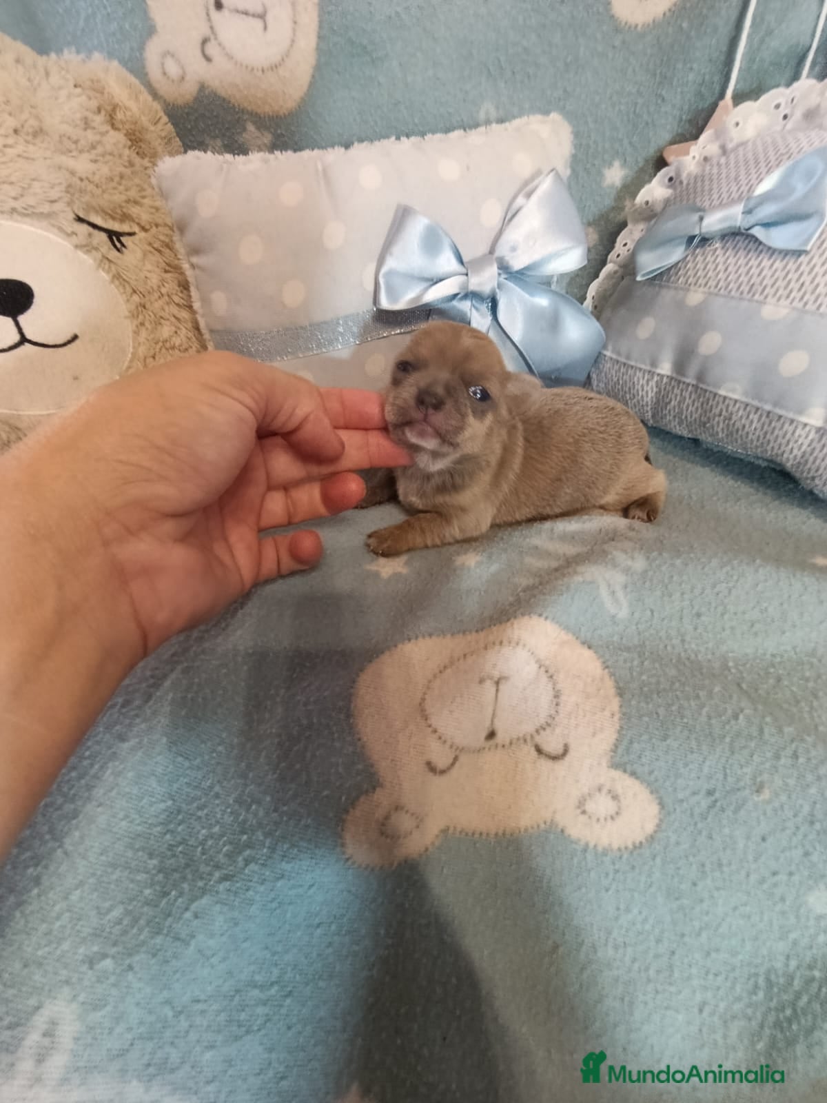 Chihuahua perros Chihuahua lila macho  - Anuncio 2