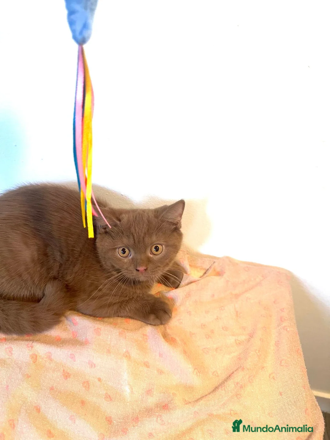 Británico de Pelo Corto gatos en venta: Macho british cinnamon - Anuncio 7