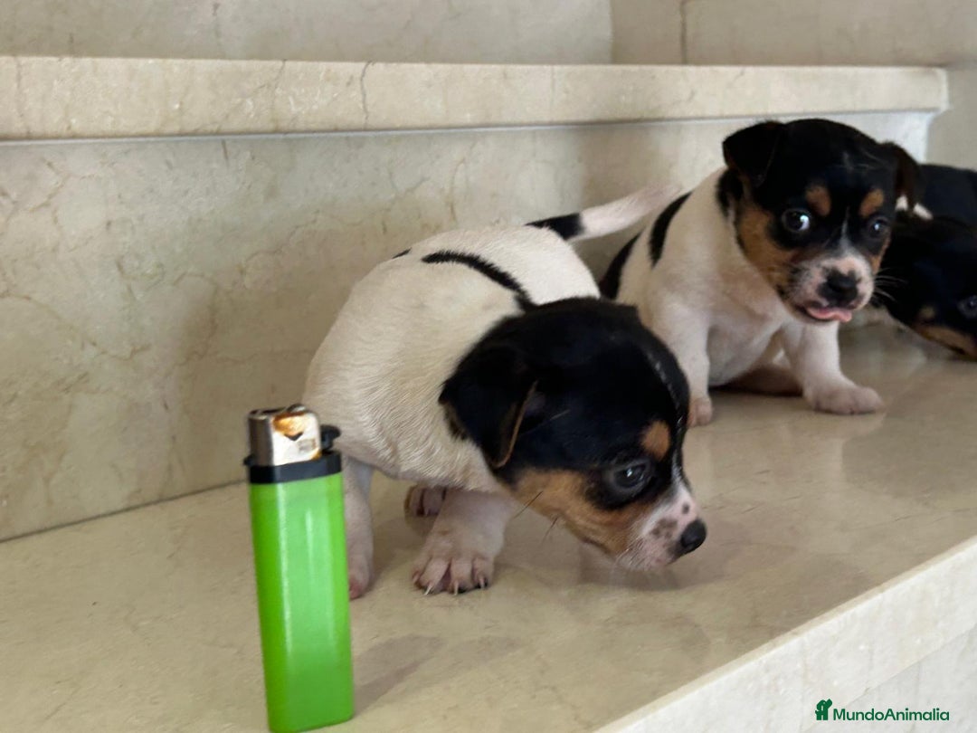 Jack Russell Terrier perros en venta: Jack Russell Terrier  - Anuncio 7