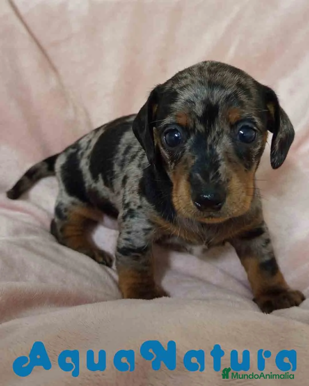 Teckel Miniatura perros en venta: Teckel Hembra de Tria y Tilo 1761 AQUANATURA - Anuncio 4