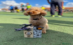 Caniche Toy perros en venta: Cachorros caniche toy rojos - Imagen 2