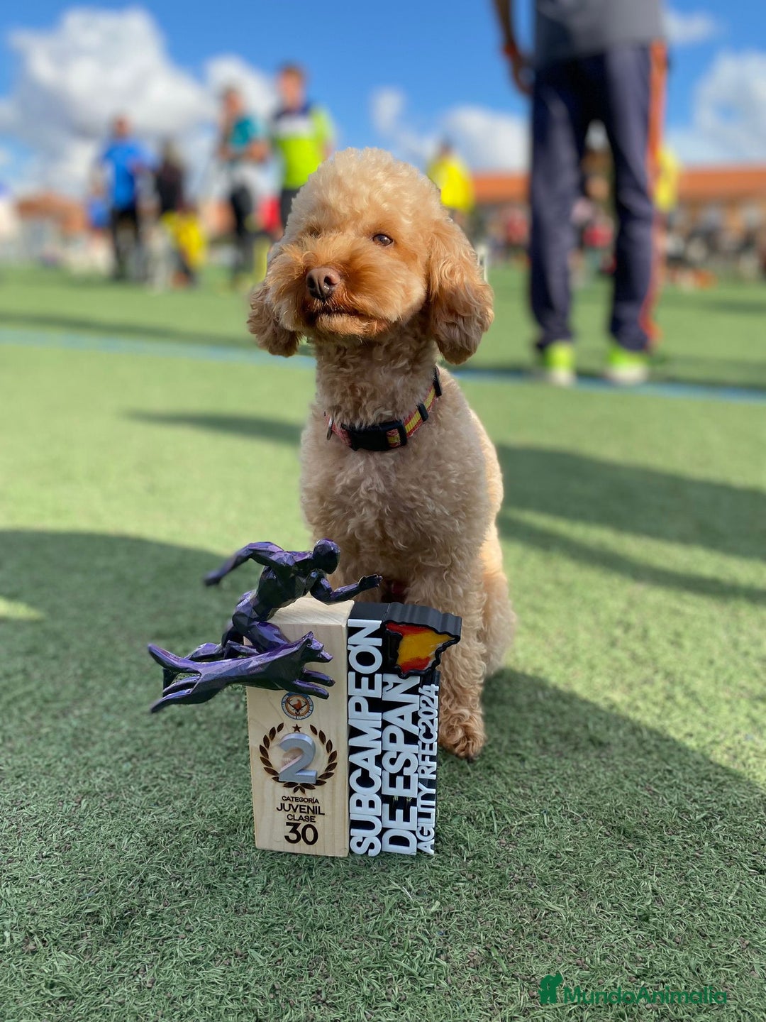 Caniche Toy perros en venta: Cachorros caniche toy rojos - Imagen 2